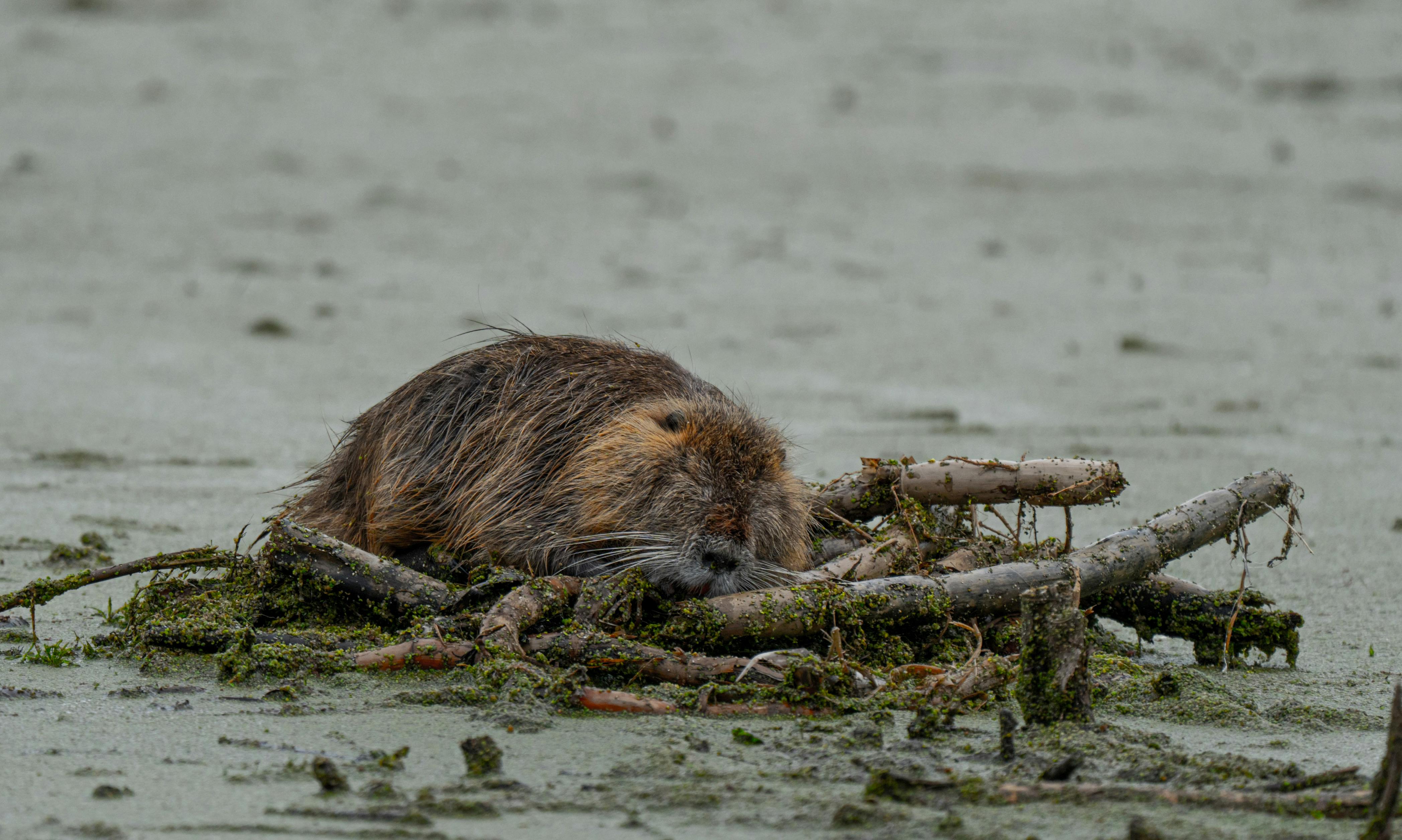 A beaver perched on a tangle of branches and sticks in still water