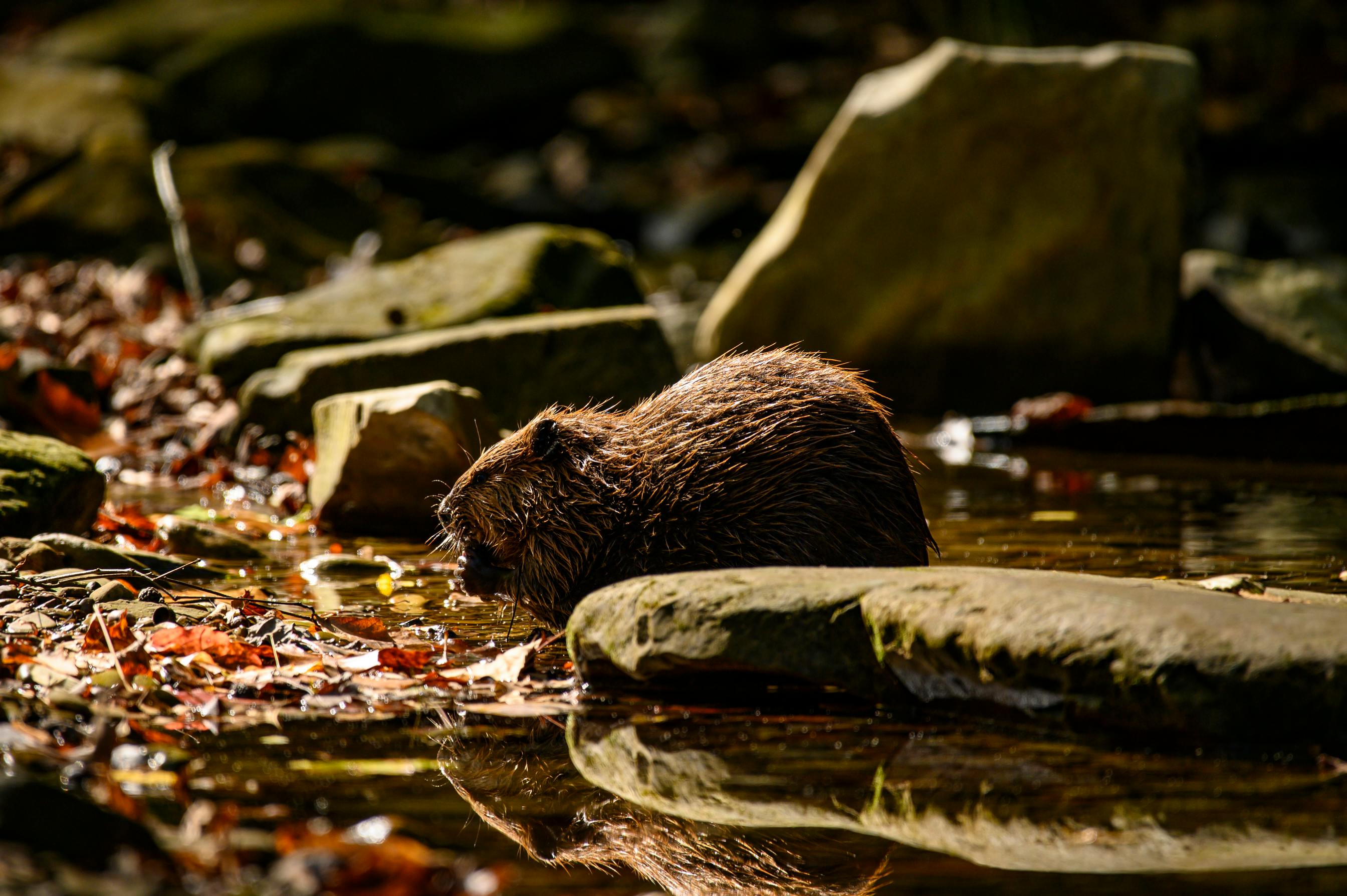 A wild beaver at the water's edge, surrounded by stones and autumn leaves